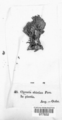 Phaeoclavulina abietina image